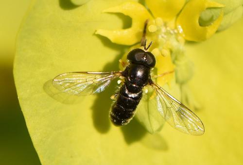 Réf. 317 608 : Paragus sp.